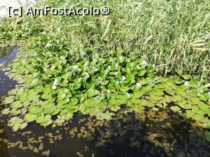 [P04] Lacul cu nuferi » foto by Nicu
 - 
<span class="allrVoted glyphicon glyphicon-heart hidden" id="av1077887"></span>
<a class="m-l-10 hidden" id="sv1077887" onclick="voting_Foto_DelVot(,1077887,6315)" role="button">șterge vot <span class="glyphicon glyphicon-remove"></span></a>
<a id="v91077887" class=" c-red"  onclick="voting_Foto_SetVot(1077887)" role="button"><span class="glyphicon glyphicon-heart-empty"></span> <b>LIKE</b> = Votează poza</a> <img class="hidden"  id="f1077887W9" src="/imagini/loader.gif" border="0" /><span class="AjErrMes hidden" id="e1077887ErM"></span>