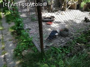[P05] Asta a ramas din zoo » foto by Nicu
 - 
<span class="allrVoted glyphicon glyphicon-heart hidden" id="av1077888"></span>
<a class="m-l-10 hidden" id="sv1077888" onclick="voting_Foto_DelVot(,1077888,6315)" role="button">șterge vot <span class="glyphicon glyphicon-remove"></span></a>
<a id="v91077888" class=" c-red"  onclick="voting_Foto_SetVot(1077888)" role="button"><span class="glyphicon glyphicon-heart-empty"></span> <b>LIKE</b> = Votează poza</a> <img class="hidden"  id="f1077888W9" src="/imagini/loader.gif" border="0" /><span class="AjErrMes hidden" id="e1077888ErM"></span>
