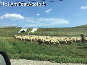 [P64] Dar si ceva mioare pe camp » foto by mishu
 - 
<span class="allrVoted glyphicon glyphicon-heart hidden" id="av1179539"></span>
<a class="m-l-10 hidden" id="sv1179539" onclick="voting_Foto_DelVot(,1179539,6324)" role="button">șterge vot <span class="glyphicon glyphicon-remove"></span></a>
<a id="v91179539" class=" c-red"  onclick="voting_Foto_SetVot(1179539)" role="button"><span class="glyphicon glyphicon-heart-empty"></span> <b>LIKE</b> = Votează poza</a> <img class="hidden"  id="f1179539W9" src="/imagini/loader.gif" border="0" /><span class="AjErrMes hidden" id="e1179539ErM"></span>