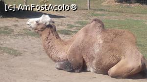 [P11] Gradina zoologica » foto by dorgo
 - 
<span class="allrVoted glyphicon glyphicon-heart hidden" id="av1140177"></span>
<a class="m-l-10 hidden" id="sv1140177" onclick="voting_Foto_DelVot(,1140177,6324)" role="button">șterge vot <span class="glyphicon glyphicon-remove"></span></a>
<a id="v91140177" class=" c-red"  onclick="voting_Foto_SetVot(1140177)" role="button"><span class="glyphicon glyphicon-heart-empty"></span> <b>LIKE</b> = Votează poza</a> <img class="hidden"  id="f1140177W9" src="/imagini/loader.gif" border="0" /><span class="AjErrMes hidden" id="e1140177ErM"></span>