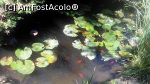[P13] Pestisori ornamentali » foto by dorgo
 - 
<span class="allrVoted glyphicon glyphicon-heart hidden" id="av1140179"></span>
<a class="m-l-10 hidden" id="sv1140179" onclick="voting_Foto_DelVot(,1140179,6324)" role="button">șterge vot <span class="glyphicon glyphicon-remove"></span></a>
<a id="v91140179" class=" c-red"  onclick="voting_Foto_SetVot(1140179)" role="button"><span class="glyphicon glyphicon-heart-empty"></span> <b>LIKE</b> = Votează poza</a> <img class="hidden"  id="f1140179W9" src="/imagini/loader.gif" border="0" /><span class="AjErrMes hidden" id="e1140179ErM"></span>
