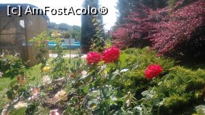 [P23] Florile bailor » foto by dorgo
 - 
<span class="allrVoted glyphicon glyphicon-heart hidden" id="av1140189"></span>
<a class="m-l-10 hidden" id="sv1140189" onclick="voting_Foto_DelVot(,1140189,6324)" role="button">șterge vot <span class="glyphicon glyphicon-remove"></span></a>
<a id="v91140189" class=" c-red"  onclick="voting_Foto_SetVot(1140189)" role="button"><span class="glyphicon glyphicon-heart-empty"></span> <b>LIKE</b> = Votează poza</a> <img class="hidden"  id="f1140189W9" src="/imagini/loader.gif" border="0" /><span class="AjErrMes hidden" id="e1140189ErM"></span>