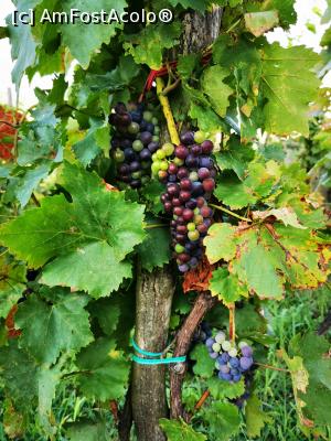 [P10] Struguri aproape copți » foto by cata2106
 - 
<span class="allrVoted glyphicon glyphicon-heart hidden" id="av1320947"></span>
<a class="m-l-10 hidden" id="sv1320947" onclick="voting_Foto_DelVot(,1320947,6324)" role="button">șterge vot <span class="glyphicon glyphicon-remove"></span></a>
<a id="v91320947" class=" c-red"  onclick="voting_Foto_SetVot(1320947)" role="button"><span class="glyphicon glyphicon-heart-empty"></span> <b>LIKE</b> = Votează poza</a> <img class="hidden"  id="f1320947W9" src="/imagini/loader.gif" border="0" /><span class="AjErrMes hidden" id="e1320947ErM"></span>