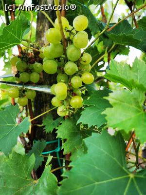 [P12] Struguri aproape copți » foto by cata2106
 - 
<span class="allrVoted glyphicon glyphicon-heart hidden" id="av1320949"></span>
<a class="m-l-10 hidden" id="sv1320949" onclick="voting_Foto_DelVot(,1320949,6324)" role="button">șterge vot <span class="glyphicon glyphicon-remove"></span></a>
<a id="v91320949" class=" c-red"  onclick="voting_Foto_SetVot(1320949)" role="button"><span class="glyphicon glyphicon-heart-empty"></span> <b>LIKE</b> = Votează poza</a> <img class="hidden"  id="f1320949W9" src="/imagini/loader.gif" border="0" /><span class="AjErrMes hidden" id="e1320949ErM"></span>