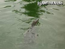 [P36] Varani pitici in lacul artificial (nepericulosi si chiar foarte fricosi) » foto by geop
 - 
<span class="allrVoted glyphicon glyphicon-heart hidden" id="av179875"></span>
<a class="m-l-10 hidden" id="sv179875" onclick="voting_Foto_DelVot(,179875,6327)" role="button">șterge vot <span class="glyphicon glyphicon-remove"></span></a>
<a id="v9179875" class=" c-red"  onclick="voting_Foto_SetVot(179875)" role="button"><span class="glyphicon glyphicon-heart-empty"></span> <b>LIKE</b> = Votează poza</a> <img class="hidden"  id="f179875W9" src="/imagini/loader.gif" border="0" /><span class="AjErrMes hidden" id="e179875ErM"></span>