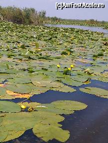 [P05] Nuferi galbeni » foto by Tzutzuricu40
 - 
<span class="allrVoted glyphicon glyphicon-heart hidden" id="av244031"></span>
<a class="m-l-10 hidden" id="sv244031" onclick="voting_Foto_DelVot(,244031,6339)" role="button">șterge vot <span class="glyphicon glyphicon-remove"></span></a>
<a id="v9244031" class=" c-red"  onclick="voting_Foto_SetVot(244031)" role="button"><span class="glyphicon glyphicon-heart-empty"></span> <b>LIKE</b> = Votează poza</a> <img class="hidden"  id="f244031W9" src="/imagini/loader.gif" border="0" /><span class="AjErrMes hidden" id="e244031ErM"></span>