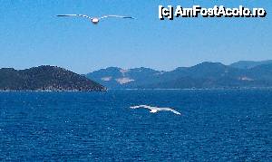 [P07] Pescarusi pe mare.  » foto by traian.leuca †
 - 
<span class="allrVoted glyphicon glyphicon-heart hidden" id="av394164"></span>
<a class="m-l-10 hidden" id="sv394164" onclick="voting_Foto_DelVot(,394164,6346)" role="button">șterge vot <span class="glyphicon glyphicon-remove"></span></a>
<a id="v9394164" class=" c-red"  onclick="voting_Foto_SetVot(394164)" role="button"><span class="glyphicon glyphicon-heart-empty"></span> <b>LIKE</b> = Votează poza</a> <img class="hidden"  id="f394164W9" src="/imagini/loader.gif" border="0" /><span class="AjErrMes hidden" id="e394164ErM"></span>