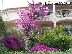 [P15] ce sa fac? imi plac si mie florile!  » foto by jeni
 - 
<span class="allrVoted glyphicon glyphicon-heart hidden" id="av457431"></span>
<a class="m-l-10 hidden" id="sv457431" onclick="voting_Foto_DelVot(,457431,6361)" role="button">șterge vot <span class="glyphicon glyphicon-remove"></span></a>
<a id="v9457431" class=" c-red"  onclick="voting_Foto_SetVot(457431)" role="button"><span class="glyphicon glyphicon-heart-empty"></span> <b>LIKE</b> = Votează poza</a> <img class="hidden"  id="f457431W9" src="/imagini/loader.gif" border="0" /><span class="AjErrMes hidden" id="e457431ErM"></span>