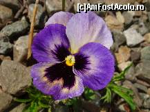 [P15]  -- <small>// FĂRĂ DESCRIERE</small> » foto by pepenescu_gabi
 - 
<span class="allrVoted glyphicon glyphicon-heart hidden" id="av316162"></span>
<a class="m-l-10 hidden" id="sv316162" onclick="voting_Foto_DelVot(,316162,6363)" role="button">șterge vot <span class="glyphicon glyphicon-remove"></span></a>
<a id="v9316162" class=" c-red"  onclick="voting_Foto_SetVot(316162)" role="button"><span class="glyphicon glyphicon-heart-empty"></span> <b>LIKE</b> = Votează poza</a> <img class="hidden"  id="f316162W9" src="/imagini/loader.gif" border="0" /><span class="AjErrMes hidden" id="e316162ErM"></span>