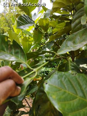 [P11] Arborele de cafea » foto by ionraut
 - 
<span class="allrVoted glyphicon glyphicon-heart hidden" id="av1350558"></span>
<a class="m-l-10 hidden" id="sv1350558" onclick="voting_Foto_DelVot(,1350558,6379)" role="button">șterge vot <span class="glyphicon glyphicon-remove"></span></a>
<a id="v91350558" class=" c-red"  onclick="voting_Foto_SetVot(1350558)" role="button"><span class="glyphicon glyphicon-heart-empty"></span> <b>LIKE</b> = Votează poza</a> <img class="hidden"  id="f1350558W9" src="/imagini/loader.gif" border="0" /><span class="AjErrMes hidden" id="e1350558ErM"></span>