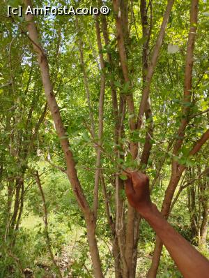 [P12] Arborele de hena » foto by ionraut
 - 
<span class="allrVoted glyphicon glyphicon-heart hidden" id="av1350559"></span>
<a class="m-l-10 hidden" id="sv1350559" onclick="voting_Foto_DelVot(,1350559,6379)" role="button">șterge vot <span class="glyphicon glyphicon-remove"></span></a>
<a id="v91350559" class=" c-red"  onclick="voting_Foto_SetVot(1350559)" role="button"><span class="glyphicon glyphicon-heart-empty"></span> <b>LIKE</b> = Votează poza</a> <img class="hidden"  id="f1350559W9" src="/imagini/loader.gif" border="0" /><span class="AjErrMes hidden" id="e1350559ErM"></span>