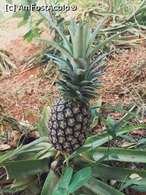 [P13] Un ananas aproape copt » foto by ionraut
 - 
<span class="allrVoted glyphicon glyphicon-heart hidden" id="av1350560"></span>
<a class="m-l-10 hidden" id="sv1350560" onclick="voting_Foto_DelVot(,1350560,6379)" role="button">șterge vot <span class="glyphicon glyphicon-remove"></span></a>
<a id="v91350560" class=" c-red"  onclick="voting_Foto_SetVot(1350560)" role="button"><span class="glyphicon glyphicon-heart-empty"></span> <b>LIKE</b> = Votează poza</a> <img class="hidden"  id="f1350560W9" src="/imagini/loader.gif" border="0" /><span class="AjErrMes hidden" id="e1350560ErM"></span>