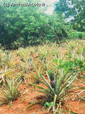 [P14] Un "razor" de ananas » foto by ionraut
 - 
<span class="allrVoted glyphicon glyphicon-heart hidden" id="av1350561"></span>
<a class="m-l-10 hidden" id="sv1350561" onclick="voting_Foto_DelVot(,1350561,6379)" role="button">șterge vot <span class="glyphicon glyphicon-remove"></span></a>
<a id="v91350561" class=" c-red"  onclick="voting_Foto_SetVot(1350561)" role="button"><span class="glyphicon glyphicon-heart-empty"></span> <b>LIKE</b> = Votează poza</a> <img class="hidden"  id="f1350561W9" src="/imagini/loader.gif" border="0" /><span class="AjErrMes hidden" id="e1350561ErM"></span>