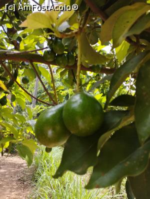 [P15] Mango...era inca crud » foto by ionraut
 - 
<span class="allrVoted glyphicon glyphicon-heart hidden" id="av1350562"></span>
<a class="m-l-10 hidden" id="sv1350562" onclick="voting_Foto_DelVot(,1350562,6379)" role="button">șterge vot <span class="glyphicon glyphicon-remove"></span></a>
<a id="v91350562" class=" c-red"  onclick="voting_Foto_SetVot(1350562)" role="button"><span class="glyphicon glyphicon-heart-empty"></span> <b>LIKE</b> = Votează poza</a> <img class="hidden"  id="f1350562W9" src="/imagini/loader.gif" border="0" /><span class="AjErrMes hidden" id="e1350562ErM"></span>