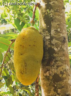 [P03] Jackfruit de vreo 1o kg » foto by ionraut
 - 
<span class="allrVoted glyphicon glyphicon-heart hidden" id="av1350550"></span>
<a class="m-l-10 hidden" id="sv1350550" onclick="voting_Foto_DelVot(,1350550,6379)" role="button">șterge vot <span class="glyphicon glyphicon-remove"></span></a>
<a id="v91350550" class=" c-red"  onclick="voting_Foto_SetVot(1350550)" role="button"><span class="glyphicon glyphicon-heart-empty"></span> <b>LIKE</b> = Votează poza</a> <img class="hidden"  id="f1350550W9" src="/imagini/loader.gif" border="0" /><span class="AjErrMes hidden" id="e1350550ErM"></span>