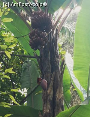[P04] Red banana-foarte dulci » foto by ionraut
 - 
<span class="allrVoted glyphicon glyphicon-heart hidden" id="av1350551"></span>
<a class="m-l-10 hidden" id="sv1350551" onclick="voting_Foto_DelVot(,1350551,6379)" role="button">șterge vot <span class="glyphicon glyphicon-remove"></span></a>
<a id="v91350551" class=" c-red"  onclick="voting_Foto_SetVot(1350551)" role="button"><span class="glyphicon glyphicon-heart-empty"></span> <b>LIKE</b> = Votează poza</a> <img class="hidden"  id="f1350551W9" src="/imagini/loader.gif" border="0" /><span class="AjErrMes hidden" id="e1350551ErM"></span>