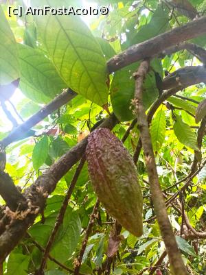 [P08] Fructul de cacao » foto by ionraut
 - 
<span class="allrVoted glyphicon glyphicon-heart hidden" id="av1350555"></span>
<a class="m-l-10 hidden" id="sv1350555" onclick="voting_Foto_DelVot(,1350555,6379)" role="button">șterge vot <span class="glyphicon glyphicon-remove"></span></a>
<a id="v91350555" class=" c-red"  onclick="voting_Foto_SetVot(1350555)" role="button"><span class="glyphicon glyphicon-heart-empty"></span> <b>LIKE</b> = Votează poza</a> <img class="hidden"  id="f1350555W9" src="/imagini/loader.gif" border="0" /><span class="AjErrMes hidden" id="e1350555ErM"></span>