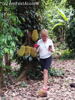 [P09] Cumparasem un jackfruit » foto by ionraut
 - 
<span class="allrVoted glyphicon glyphicon-heart hidden" id="av1350556"></span>
<a class="m-l-10 hidden" id="sv1350556" onclick="voting_Foto_DelVot(,1350556,6379)" role="button">șterge vot <span class="glyphicon glyphicon-remove"></span></a>
<a id="v91350556" class=" c-red"  onclick="voting_Foto_SetVot(1350556)" role="button"><span class="glyphicon glyphicon-heart-empty"></span> <b>LIKE</b> = Votează poza</a> <img class="hidden"  id="f1350556W9" src="/imagini/loader.gif" border="0" /><span class="AjErrMes hidden" id="e1350556ErM"></span>