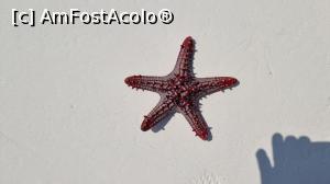 [P15] Steaua de mare » foto by robert
 - 
<span class="allrVoted glyphicon glyphicon-heart hidden" id="av1266469"></span>
<a class="m-l-10 hidden" id="sv1266469" onclick="voting_Foto_DelVot(,1266469,6379)" role="button">șterge vot <span class="glyphicon glyphicon-remove"></span></a>
<a id="v91266469" class=" c-red"  onclick="voting_Foto_SetVot(1266469)" role="button"><span class="glyphicon glyphicon-heart-empty"></span> <b>LIKE</b> = Votează poza</a> <img class="hidden"  id="f1266469W9" src="/imagini/loader.gif" border="0" /><span class="AjErrMes hidden" id="e1266469ErM"></span>