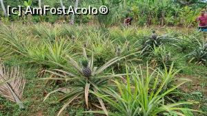 [P13] cultura de ananas » foto by robert
 - 
<span class="allrVoted glyphicon glyphicon-heart hidden" id="av1267024"></span>
<a class="m-l-10 hidden" id="sv1267024" onclick="voting_Foto_DelVot(,1267024,6379)" role="button">șterge vot <span class="glyphicon glyphicon-remove"></span></a>
<a id="v91267024" class=" c-red"  onclick="voting_Foto_SetVot(1267024)" role="button"><span class="glyphicon glyphicon-heart-empty"></span> <b>LIKE</b> = Votează poza</a> <img class="hidden"  id="f1267024W9" src="/imagini/loader.gif" border="0" /><span class="AjErrMes hidden" id="e1267024ErM"></span>