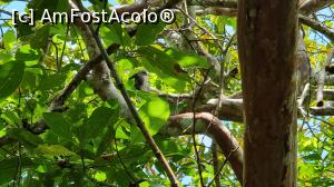 [P18] colobus rosii » foto by robert
 - 
<span class="allrVoted glyphicon glyphicon-heart hidden" id="av1268316"></span>
<a class="m-l-10 hidden" id="sv1268316" onclick="voting_Foto_DelVot(,1268316,6379)" role="button">șterge vot <span class="glyphicon glyphicon-remove"></span></a>
<a id="v91268316" class=" c-red"  onclick="voting_Foto_SetVot(1268316)" role="button"><span class="glyphicon glyphicon-heart-empty"></span> <b>LIKE</b> = Votează poza</a> <img class="hidden"  id="f1268316W9" src="/imagini/loader.gif" border="0" /><span class="AjErrMes hidden" id="e1268316ErM"></span>