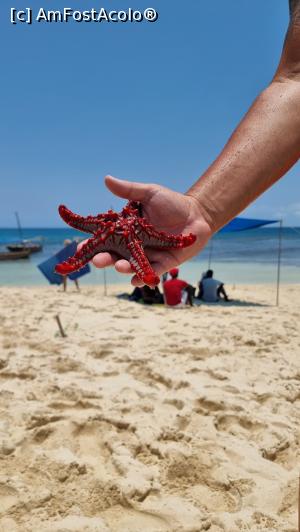 [P10] stea de mare » foto by robert
 - 
<span class="allrVoted glyphicon glyphicon-heart hidden" id="av1272208"></span>
<a class="m-l-10 hidden" id="sv1272208" onclick="voting_Foto_DelVot(,1272208,6379)" role="button">șterge vot <span class="glyphicon glyphicon-remove"></span></a>
<a id="v91272208" class=" c-red"  onclick="voting_Foto_SetVot(1272208)" role="button"><span class="glyphicon glyphicon-heart-empty"></span> <b>LIKE</b> = Votează poza</a> <img class="hidden"  id="f1272208W9" src="/imagini/loader.gif" border="0" /><span class="AjErrMes hidden" id="e1272208ErM"></span>