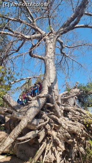[P23] marele baobab » foto by robert
 - 
<span class="allrVoted glyphicon glyphicon-heart hidden" id="av1272221"></span>
<a class="m-l-10 hidden" id="sv1272221" onclick="voting_Foto_DelVot(,1272221,6379)" role="button">șterge vot <span class="glyphicon glyphicon-remove"></span></a>
<a id="v91272221" class=" c-red"  onclick="voting_Foto_SetVot(1272221)" role="button"><span class="glyphicon glyphicon-heart-empty"></span> <b>LIKE</b> = Votează poza</a> <img class="hidden"  id="f1272221W9" src="/imagini/loader.gif" border="0" /><span class="AjErrMes hidden" id="e1272221ErM"></span>