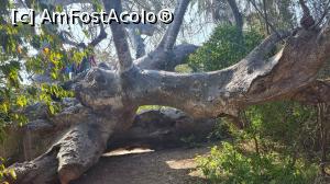 [P24] marele baobab » foto by robert
 - 
<span class="allrVoted glyphicon glyphicon-heart hidden" id="av1272222"></span>
<a class="m-l-10 hidden" id="sv1272222" onclick="voting_Foto_DelVot(,1272222,6379)" role="button">șterge vot <span class="glyphicon glyphicon-remove"></span></a>
<a id="v91272222" class=" c-red"  onclick="voting_Foto_SetVot(1272222)" role="button"><span class="glyphicon glyphicon-heart-empty"></span> <b>LIKE</b> = Votează poza</a> <img class="hidden"  id="f1272222W9" src="/imagini/loader.gif" border="0" /><span class="AjErrMes hidden" id="e1272222ErM"></span>