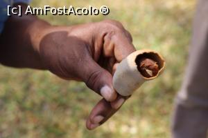 [P11] Păstaie de migdală dulce africană.  » foto by glcitizen
 - 
<span class="allrVoted glyphicon glyphicon-heart hidden" id="av1014102"></span>
<a class="m-l-10 hidden" id="sv1014102" onclick="voting_Foto_DelVot(,1014102,6379)" role="button">șterge vot <span class="glyphicon glyphicon-remove"></span></a>
<a id="v91014102" class=" c-red"  onclick="voting_Foto_SetVot(1014102)" role="button"><span class="glyphicon glyphicon-heart-empty"></span> <b>LIKE</b> = Votează poza</a> <img class="hidden"  id="f1014102W9" src="/imagini/loader.gif" border="0" /><span class="AjErrMes hidden" id="e1014102ErM"></span>