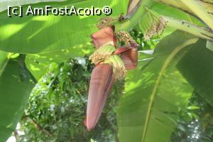 [P17] O altă ipostază de creștere a bananelor liliputane.  » foto by glcitizen
 - 
<span class="allrVoted glyphicon glyphicon-heart hidden" id="av1014108"></span>
<a class="m-l-10 hidden" id="sv1014108" onclick="voting_Foto_DelVot(,1014108,6379)" role="button">șterge vot <span class="glyphicon glyphicon-remove"></span></a>
<a id="v91014108" class=" c-red"  onclick="voting_Foto_SetVot(1014108)" role="button"><span class="glyphicon glyphicon-heart-empty"></span> <b>LIKE</b> = Votează poza</a> <img class="hidden"  id="f1014108W9" src="/imagini/loader.gif" border="0" /><span class="AjErrMes hidden" id="e1014108ErM"></span>