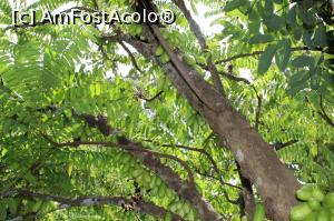 [P23] Arborele Jack adus tocmai din America de Sud.  » foto by glcitizen
 - 
<span class="allrVoted glyphicon glyphicon-heart hidden" id="av1014114"></span>
<a class="m-l-10 hidden" id="sv1014114" onclick="voting_Foto_DelVot(,1014114,6379)" role="button">șterge vot <span class="glyphicon glyphicon-remove"></span></a>
<a id="v91014114" class=" c-red"  onclick="voting_Foto_SetVot(1014114)" role="button"><span class="glyphicon glyphicon-heart-empty"></span> <b>LIKE</b> = Votează poza</a> <img class="hidden"  id="f1014114W9" src="/imagini/loader.gif" border="0" /><span class="AjErrMes hidden" id="e1014114ErM"></span>
