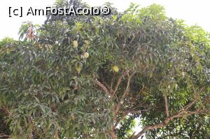 [P07] Un pom altoit de papaya.  » foto by glcitizen
 - 
<span class="allrVoted glyphicon glyphicon-heart hidden" id="av1014098"></span>
<a class="m-l-10 hidden" id="sv1014098" onclick="voting_Foto_DelVot(,1014098,6379)" role="button">șterge vot <span class="glyphicon glyphicon-remove"></span></a>
<a id="v91014098" class=" c-red"  onclick="voting_Foto_SetVot(1014098)" role="button"><span class="glyphicon glyphicon-heart-empty"></span> <b>LIKE</b> = Votează poza</a> <img class="hidden"  id="f1014098W9" src="/imagini/loader.gif" border="0" /><span class="AjErrMes hidden" id="e1014098ErM"></span>