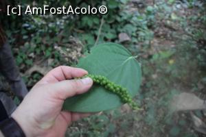 [P14] Așa sunt învățat să țin o frunză și o păstaie de piper.  » foto by glcitizen
 - 
<span class="allrVoted glyphicon glyphicon-heart hidden" id="av1016132"></span>
<a class="m-l-10 hidden" id="sv1016132" onclick="voting_Foto_DelVot(,1016132,6379)" role="button">șterge vot <span class="glyphicon glyphicon-remove"></span></a>
<a id="v91016132" class=" c-red"  onclick="voting_Foto_SetVot(1016132)" role="button"><span class="glyphicon glyphicon-heart-empty"></span> <b>LIKE</b> = Votează poza</a> <img class="hidden"  id="f1016132W9" src="/imagini/loader.gif" border="0" /><span class="AjErrMes hidden" id="e1016132ErM"></span>