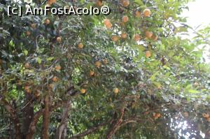 [P02] Un portocal generos, ca și cel care l-a plantat.  » foto by glcitizen
 - 
<span class="allrVoted glyphicon glyphicon-heart hidden" id="av1016120"></span>
<a class="m-l-10 hidden" id="sv1016120" onclick="voting_Foto_DelVot(,1016120,6379)" role="button">șterge vot <span class="glyphicon glyphicon-remove"></span></a>
<a id="v91016120" class=" c-red"  onclick="voting_Foto_SetVot(1016120)" role="button"><span class="glyphicon glyphicon-heart-empty"></span> <b>LIKE</b> = Votează poza</a> <img class="hidden"  id="f1016120W9" src="/imagini/loader.gif" border="0" /><span class="AjErrMes hidden" id="e1016120ErM"></span>