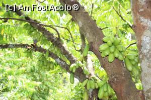 [P05] Din nou Arborele Jack, cu fructe încă verzi.  » foto by glcitizen
 - 
<span class="allrVoted glyphicon glyphicon-heart hidden" id="av1016123"></span>
<a class="m-l-10 hidden" id="sv1016123" onclick="voting_Foto_DelVot(,1016123,6379)" role="button">șterge vot <span class="glyphicon glyphicon-remove"></span></a>
<a id="v91016123" class=" c-red"  onclick="voting_Foto_SetVot(1016123)" role="button"><span class="glyphicon glyphicon-heart-empty"></span> <b>LIKE</b> = Votează poza</a> <img class="hidden"  id="f1016123W9" src="/imagini/loader.gif" border="0" /><span class="AjErrMes hidden" id="e1016123ErM"></span>
