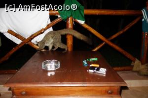 [P17] Pumba in vizita la noi pe balcon » foto by Lila Mo
 - 
<span class="allrVoted glyphicon glyphicon-heart hidden" id="av726299"></span>
<a class="m-l-10 hidden" id="sv726299" onclick="voting_Foto_DelVot(,726299,6379)" role="button">șterge vot <span class="glyphicon glyphicon-remove"></span></a>
<a id="v9726299" class=" c-red"  onclick="voting_Foto_SetVot(726299)" role="button"><span class="glyphicon glyphicon-heart-empty"></span> <b>LIKE</b> = Votează poza</a> <img class="hidden"  id="f726299W9" src="/imagini/loader.gif" border="0" /><span class="AjErrMes hidden" id="e726299ErM"></span>