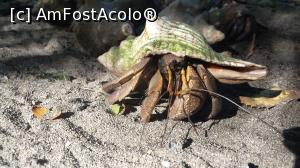 [P15] Micutii crabi care stapanea insula » foto by trav3licious
 - 
<span class="allrVoted glyphicon glyphicon-heart hidden" id="av825595"></span>
<a class="m-l-10 hidden" id="sv825595" onclick="voting_Foto_DelVot(,825595,6379)" role="button">șterge vot <span class="glyphicon glyphicon-remove"></span></a>
<a id="v9825595" class=" c-red"  onclick="voting_Foto_SetVot(825595)" role="button"><span class="glyphicon glyphicon-heart-empty"></span> <b>LIKE</b> = Votează poza</a> <img class="hidden"  id="f825595W9" src="/imagini/loader.gif" border="0" /><span class="AjErrMes hidden" id="e825595ErM"></span>