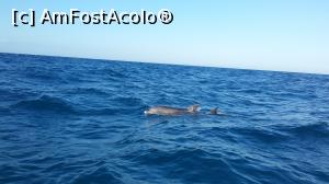 [P03] Nu a durat mult pana s-au arata si delfinii, care nu pareau prea deranjati de prezenta noastra » foto by trav3licious
 - 
<span class="allrVoted glyphicon glyphicon-heart hidden" id="av825583"></span>
<a class="m-l-10 hidden" id="sv825583" onclick="voting_Foto_DelVot(,825583,6379)" role="button">șterge vot <span class="glyphicon glyphicon-remove"></span></a>
<a id="v9825583" class=" c-red"  onclick="voting_Foto_SetVot(825583)" role="button"><span class="glyphicon glyphicon-heart-empty"></span> <b>LIKE</b> = Votează poza</a> <img class="hidden"  id="f825583W9" src="/imagini/loader.gif" border="0" /><span class="AjErrMes hidden" id="e825583ErM"></span>
