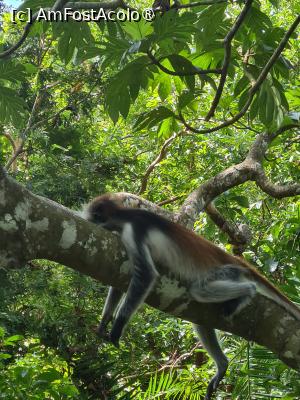 [P03] Maimute Red Colobus » foto by Tonyc
 - 
<span class="allrVoted glyphicon glyphicon-heart hidden" id="av1516877"></span>
<a class="m-l-10 hidden" id="sv1516877" onclick="voting_Foto_DelVot(,1516877,6379)" role="button">șterge vot <span class="glyphicon glyphicon-remove"></span></a>
<a id="v91516877" class=" c-red"  onclick="voting_Foto_SetVot(1516877)" role="button"><span class="glyphicon glyphicon-heart-empty"></span> <b>LIKE</b> = Votează poza</a> <img class="hidden"  id="f1516877W9" src="/imagini/loader.gif" border="0" /><span class="AjErrMes hidden" id="e1516877ErM"></span>