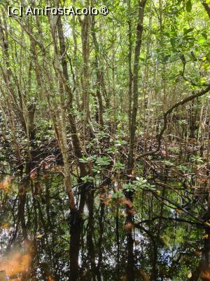 [P05] Padurea de Mangrove » foto by Tonyc
 - 
<span class="allrVoted glyphicon glyphicon-heart hidden" id="av1516879"></span>
<a class="m-l-10 hidden" id="sv1516879" onclick="voting_Foto_DelVot(,1516879,6379)" role="button">șterge vot <span class="glyphicon glyphicon-remove"></span></a>
<a id="v91516879" class=" c-red"  onclick="voting_Foto_SetVot(1516879)" role="button"><span class="glyphicon glyphicon-heart-empty"></span> <b>LIKE</b> = Votează poza</a> <img class="hidden"  id="f1516879W9" src="/imagini/loader.gif" border="0" /><span class="AjErrMes hidden" id="e1516879ErM"></span>