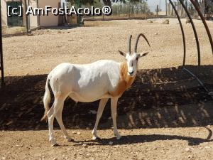 [P10] Friguia Park Tunisia - oryx » foto by nicole33
 - 
<span class="allrVoted glyphicon glyphicon-heart hidden" id="av1343497"></span>
<a class="m-l-10 hidden" id="sv1343497" onclick="voting_Foto_DelVot(,1343497,6402)" role="button">șterge vot <span class="glyphicon glyphicon-remove"></span></a>
<a id="v91343497" class=" c-red"  onclick="voting_Foto_SetVot(1343497)" role="button"><span class="glyphicon glyphicon-heart-empty"></span> <b>LIKE</b> = Votează poza</a> <img class="hidden"  id="f1343497W9" src="/imagini/loader.gif" border="0" /><span class="AjErrMes hidden" id="e1343497ErM"></span>