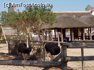 [P18] Friguia Park Tunisia - struţi » foto by nicole33
 - 
<span class="allrVoted glyphicon glyphicon-heart hidden" id="av1343505"></span>
<a class="m-l-10 hidden" id="sv1343505" onclick="voting_Foto_DelVot(,1343505,6402)" role="button">șterge vot <span class="glyphicon glyphicon-remove"></span></a>
<a id="v91343505" class=" c-red"  onclick="voting_Foto_SetVot(1343505)" role="button"><span class="glyphicon glyphicon-heart-empty"></span> <b>LIKE</b> = Votează poza</a> <img class="hidden"  id="f1343505W9" src="/imagini/loader.gif" border="0" /><span class="AjErrMes hidden" id="e1343505ErM"></span>