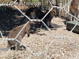 [P21] Friguia Park Tunisia - wallaby » foto by nicole33
 - 
<span class="allrVoted glyphicon glyphicon-heart hidden" id="av1343508"></span>
<a class="m-l-10 hidden" id="sv1343508" onclick="voting_Foto_DelVot(,1343508,6402)" role="button">șterge vot <span class="glyphicon glyphicon-remove"></span></a>
<a id="v91343508" class=" c-red"  onclick="voting_Foto_SetVot(1343508)" role="button"><span class="glyphicon glyphicon-heart-empty"></span> <b>LIKE</b> = Votează poza</a> <img class="hidden"  id="f1343508W9" src="/imagini/loader.gif" border="0" /><span class="AjErrMes hidden" id="e1343508ErM"></span>