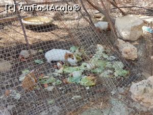 [P22] Friguia Park Tunisia - porcuşor de Guineea » foto by nicole33
 - 
<span class="allrVoted glyphicon glyphicon-heart hidden" id="av1343509"></span>
<a class="m-l-10 hidden" id="sv1343509" onclick="voting_Foto_DelVot(,1343509,6402)" role="button">șterge vot <span class="glyphicon glyphicon-remove"></span></a>
<a id="v91343509" class=" c-red"  onclick="voting_Foto_SetVot(1343509)" role="button"><span class="glyphicon glyphicon-heart-empty"></span> <b>LIKE</b> = Votează poza</a> <img class="hidden"  id="f1343509W9" src="/imagini/loader.gif" border="0" /><span class="AjErrMes hidden" id="e1343509ErM"></span>