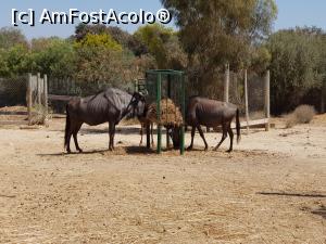 [P29] Friguia Park Tunisia » foto by nicole33
 - 
<span class="allrVoted glyphicon glyphicon-heart hidden" id="av1343516"></span>
<a class="m-l-10 hidden" id="sv1343516" onclick="voting_Foto_DelVot(,1343516,6402)" role="button">șterge vot <span class="glyphicon glyphicon-remove"></span></a>
<a id="v91343516" class=" c-red"  onclick="voting_Foto_SetVot(1343516)" role="button"><span class="glyphicon glyphicon-heart-empty"></span> <b>LIKE</b> = Votează poza</a> <img class="hidden"  id="f1343516W9" src="/imagini/loader.gif" border="0" /><span class="AjErrMes hidden" id="e1343516ErM"></span>
