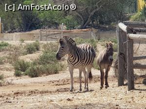 [P30] Friguia Park Tunisia - zebra » foto by nicole33
 - 
<span class="allrVoted glyphicon glyphicon-heart hidden" id="av1343517"></span>
<a class="m-l-10 hidden" id="sv1343517" onclick="voting_Foto_DelVot(,1343517,6402)" role="button">șterge vot <span class="glyphicon glyphicon-remove"></span></a>
<a id="v91343517" class=" c-red"  onclick="voting_Foto_SetVot(1343517)" role="button"><span class="glyphicon glyphicon-heart-empty"></span> <b>LIKE</b> = Votează poza</a> <img class="hidden"  id="f1343517W9" src="/imagini/loader.gif" border="0" /><span class="AjErrMes hidden" id="e1343517ErM"></span>