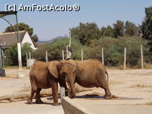 [P31] Friguia Park Tunisia - elefanţi africani » foto by nicole33
 - 
<span class="allrVoted glyphicon glyphicon-heart hidden" id="av1343518"></span>
<a class="m-l-10 hidden" id="sv1343518" onclick="voting_Foto_DelVot(,1343518,6402)" role="button">șterge vot <span class="glyphicon glyphicon-remove"></span></a>
<a id="v91343518" class=" c-red"  onclick="voting_Foto_SetVot(1343518)" role="button"><span class="glyphicon glyphicon-heart-empty"></span> <b>LIKE</b> = Votează poza</a> <img class="hidden"  id="f1343518W9" src="/imagini/loader.gif" border="0" /><span class="AjErrMes hidden" id="e1343518ErM"></span>