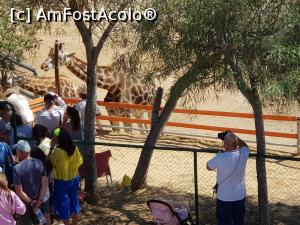 [P33] Friguia Park Tunisia - girafele » foto by nicole33
 - 
<span class="allrVoted glyphicon glyphicon-heart hidden" id="av1343520"></span>
<a class="m-l-10 hidden" id="sv1343520" onclick="voting_Foto_DelVot(,1343520,6402)" role="button">șterge vot <span class="glyphicon glyphicon-remove"></span></a>
<a id="v91343520" class=" c-red"  onclick="voting_Foto_SetVot(1343520)" role="button"><span class="glyphicon glyphicon-heart-empty"></span> <b>LIKE</b> = Votează poza</a> <img class="hidden"  id="f1343520W9" src="/imagini/loader.gif" border="0" /><span class="AjErrMes hidden" id="e1343520ErM"></span>