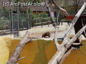 [P37] Friguia Park Tunisia - porc sârmos » foto by nicole33
 - 
<span class="allrVoted glyphicon glyphicon-heart hidden" id="av1343524"></span>
<a class="m-l-10 hidden" id="sv1343524" onclick="voting_Foto_DelVot(,1343524,6402)" role="button">șterge vot <span class="glyphicon glyphicon-remove"></span></a>
<a id="v91343524" class=" c-red"  onclick="voting_Foto_SetVot(1343524)" role="button"><span class="glyphicon glyphicon-heart-empty"></span> <b>LIKE</b> = Votează poza</a> <img class="hidden"  id="f1343524W9" src="/imagini/loader.gif" border="0" /><span class="AjErrMes hidden" id="e1343524ErM"></span>