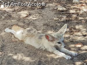 [P38] Friguia Park Tunisia  - Desert Fox, o vulpiţă tare simpatică » foto by nicole33
 - 
<span class="allrVoted glyphicon glyphicon-heart hidden" id="av1343525"></span>
<a class="m-l-10 hidden" id="sv1343525" onclick="voting_Foto_DelVot(,1343525,6402)" role="button">șterge vot <span class="glyphicon glyphicon-remove"></span></a>
<a id="v91343525" class=" c-red"  onclick="voting_Foto_SetVot(1343525)" role="button"><span class="glyphicon glyphicon-heart-empty"></span> <b>LIKE</b> = Votează poza</a> <img class="hidden"  id="f1343525W9" src="/imagini/loader.gif" border="0" /><span class="AjErrMes hidden" id="e1343525ErM"></span>
